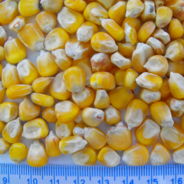corn
