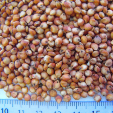 red sorghum