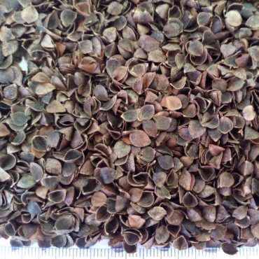Buckwheat husk